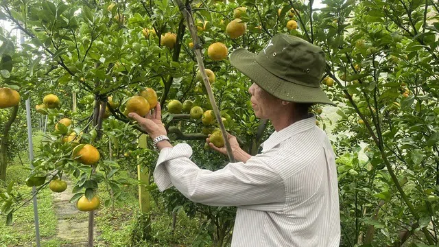 Xuất khẩu nông lâm thủy sản vượt kỷ lục, hướng mục tiêu 70 tỷ USD