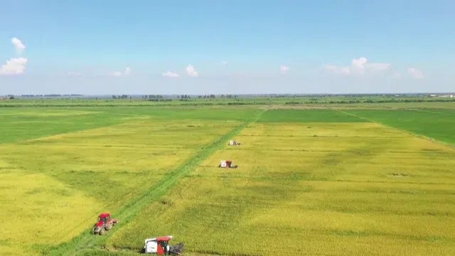 Xuất khẩu gạo Việt Nam 2026 đối mặt áp lực lớn: Dư cung toàn cầu, giá giảm và cạnh tranh gia tăng