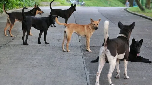 Mối nguy từ chó thả rông